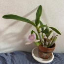 カトレア「チャンティーレース」開花