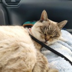 エゴマ・ベンガルの風にのって