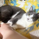 里親さんを待ってる猫たち(4/16)