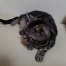 実物のﾈｺﾁｬﾝたちセカンド186