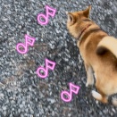 お散歩練習中🐶