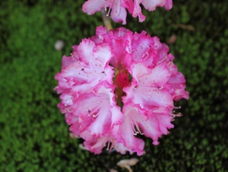 西洋シャクナゲは好きな花のひとつです。