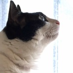 ねこ 猫 ネコ好きは とまらニャィッ♪