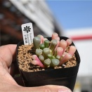 五十鈴玉錦＆めちゃ入荷中