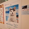 人気展示が富山に！日本各地で撮影した猫の写真展！『富山大和』で『写真展 岩合光昭の日本ねこ歩き』開催。12月17日～1月12日。