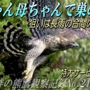 巣を修復するクマタカ父ちゃん母ちゃん