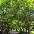 小石川植物園に行ってみました