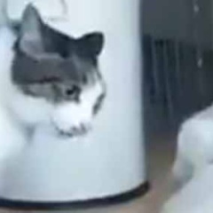２匹の猫がケンカを始めた。その辺にしておきな！ →  仲裁に入る猫はこうします…