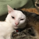 ただひとりだけの猫　20260316