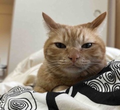 13歳なのに「3歳？」と聞かれる美魔女猫。シータさん、帰国してさらに覚醒しました