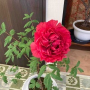 �������θ����衡���������߲�ð