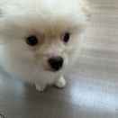 今週のワンちゃん紹介！