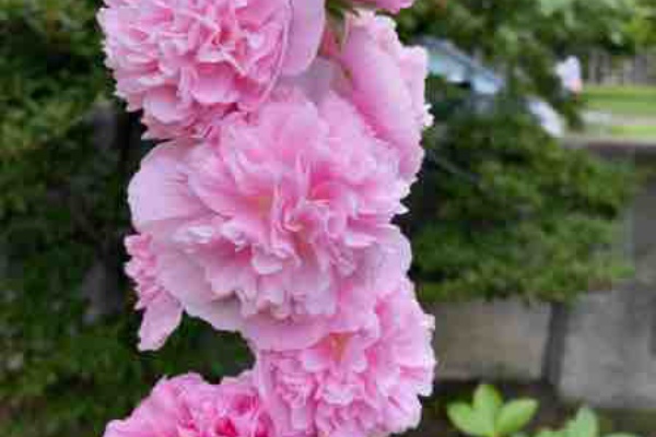 わんこの写真と気ままな日記 フラワー