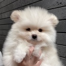ポメラニアンのおとこの子