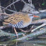 野鳥の観察を都内で
