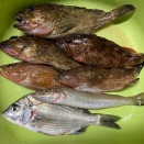 小浜でキス釣り　(浅場の夜釣りは端境期？)