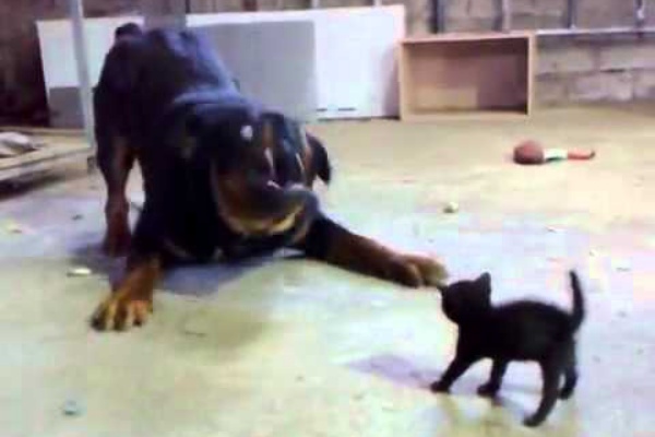 かわいい動物動画まとめ 猫