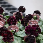 モナガーデン_中西園芸のblog