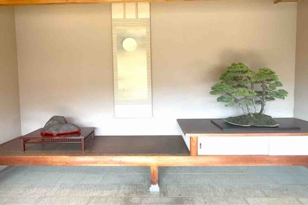 [雨竹亭] ◆夏の大特価キャンペーン◆【樹齢約60年 黒松】小品盆栽　松柏　肌味　三河　新芽 盆栽内の商品一覧 | 雨竹亭オンラインショップ