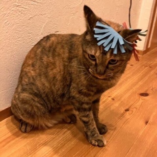 しゃーねこ家のblog