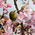 河津桜にメジロ