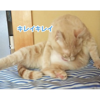 フォトアプリの罠（動画編）