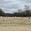 ヤギを飼うってどうだろう？