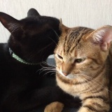暇だからネコの写真貼る