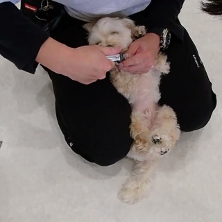 犬の幼稚園　アットホームblog