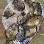 神島観光汽船　釣果(運航)情報