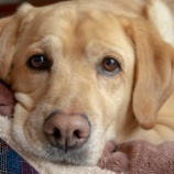 『大型犬OKの預りボランティア急募』の画像