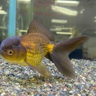 『金魚入荷情報‼️』の画像