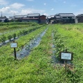 2026年度綿の栽培記録：小暑。開花はじまる