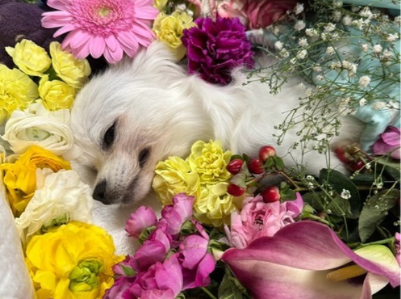 走太に沢山のお花が🌸🌸🌸