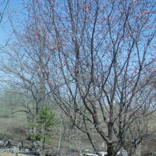 馬とニャンコと男と女