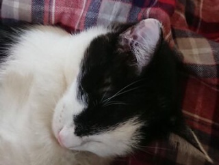 娘の夫がだんだん図々しくなり、アポなしでやってきて食事をたかるように。私夫「帰りなさい」娘夫「お母さん（私のこと）を出して下さい！お母さんは入れてくれます！（リピート）」