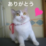 行方不明猫～はるか～