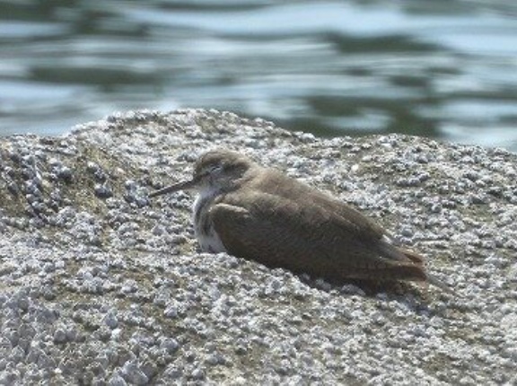 2026年4月14日の野鳥公園