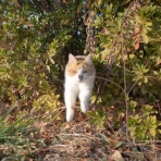 画像フォルダは猫ばかり