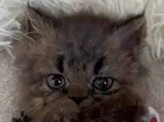 【なぜ？】 へそ天の子猫に「ちゅ～る」をあげてみた。ピョコン♪ → 耳は何度もこうなります…