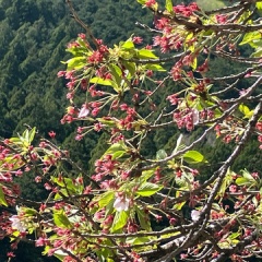 飛騨かなやまの桜　開花状況 2026
