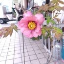 芍薬