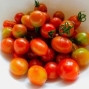 ミニトマト大好き～🍅