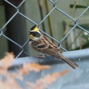 人工物とミヤマホオジロをこまぶら