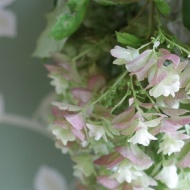 【インテリア】今夏の庭の思い出作りは豪華なこの花が活躍中♪