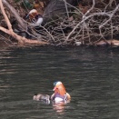 なかよし・・・オシドリ