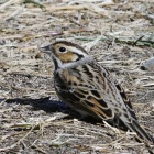 『投稿：珍鳥コホオアカと会いたい鳥たち　2025/03/27』の画像