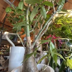 ACTIS FLOWER＆GARDEN GREEN　　プチ*フルール