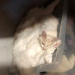 にゃんこ速報～修羅場・キチママ・生活まとめ～