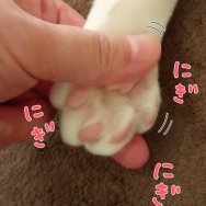 ニャン✕スクワットタイム。と、お花のちょうちょ作りました。